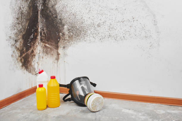 Best Same-Day Mold Removal  in Mount Pleasant, UT
