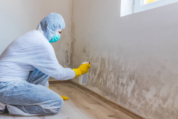 Mold Removal and Inspection in Mount Pleasant, UT