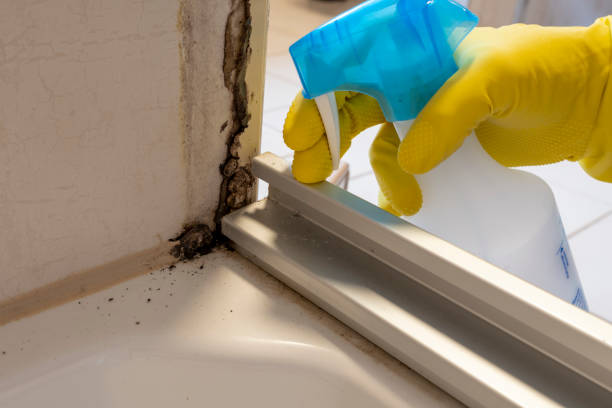 Mount Pleasant, UT Mold Removal Company