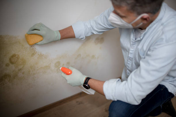 Best Local Mold Removal Service  in Mount Pleasant, UT