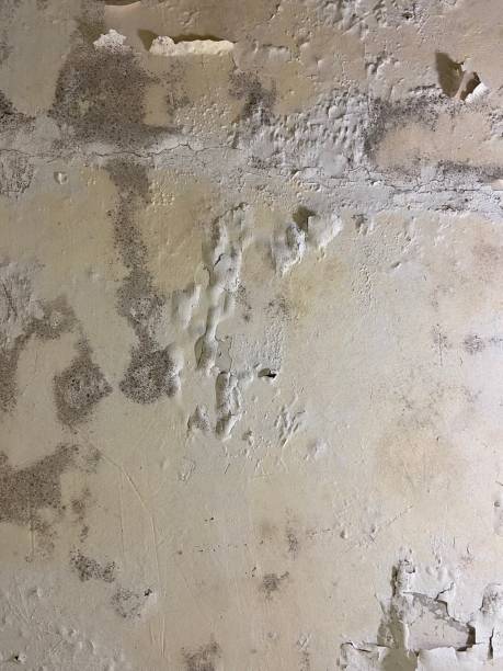 Best Best Mold Removal Companies  in Mount Pleasant, UT