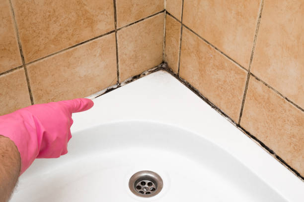 Trusted Mount Pleasant, UT Mold Removal Experts